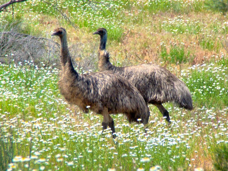 5567_Emus.JPG