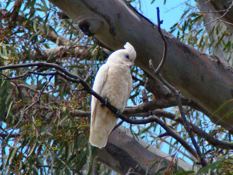 5573_Little_Corella.JPG
