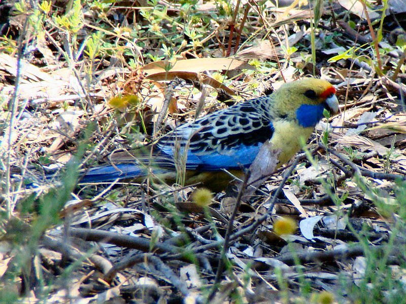 5585_Crimson_Rosella_yellow_subspecies.JPG