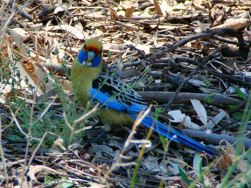 5593_Crimson_Rosella_yellow_subspecies.JPG