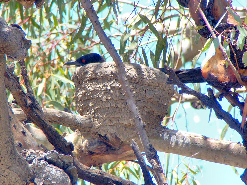 5597_White-winged_Chough_sitting_on_nest.JPG