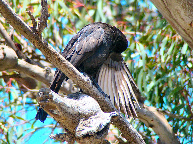 5615_White-winged_Chough_showing_white_wing_patch.JPG