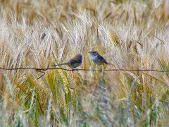 5484_Female_or_immature_White-winged_Fairy-wrens