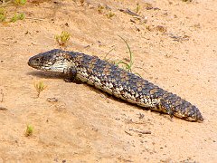 5488_Stumpytail_lizard