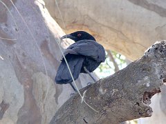 5497_White-winged_Chough
