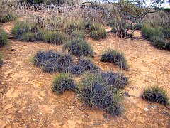 5502_Aptly_named_Porcupine_Grass