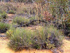 5507_Porcupine_Grass