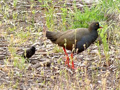5520_Black-tailed_Native-hen_and_chick