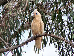 5546_Little_Corella