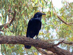 5557_Australian_Raven