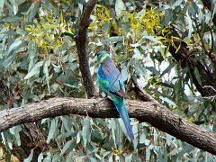 5560_Mallee_Ringneck_parrot