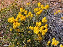 5565_Wildflowers