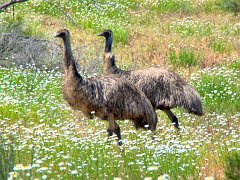 5567_Emus