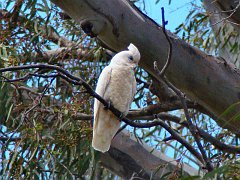 5573_Little_Corella