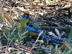 5593_Crimson_Rosella_yellow_subspecies