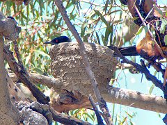 5597_White-winged_Chough_sitting_on_nest