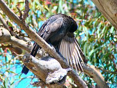5615_White-winged_Chough_showing_white_wing_patch