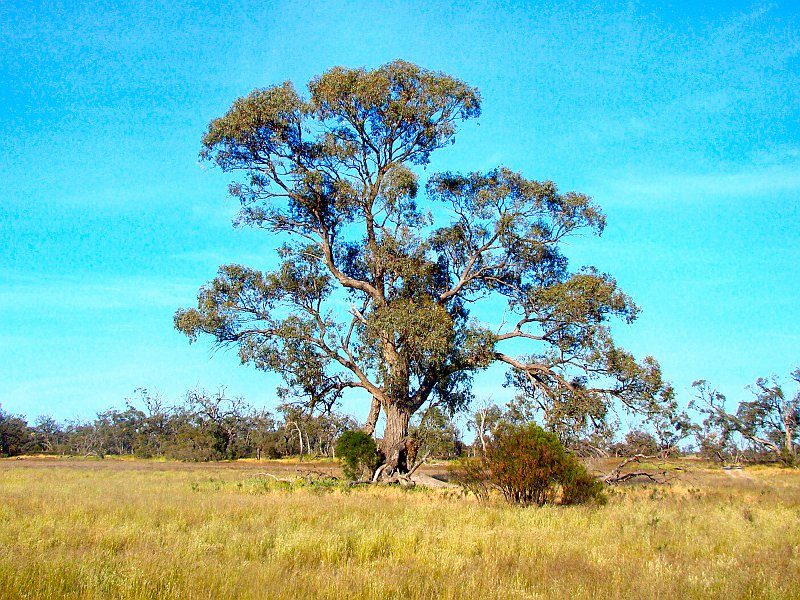 5628_Great_tree.JPG