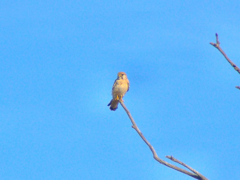 5630_Nankeen_Kestrel.JPG