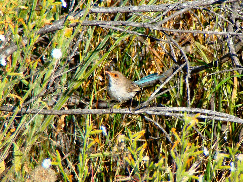 5635_Female_Splendid_Fairy-wren.JPG