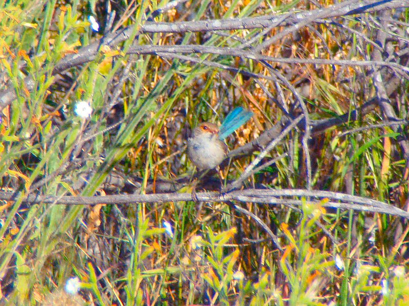 5636_Female_Splendid_Fairy-wren.JPG