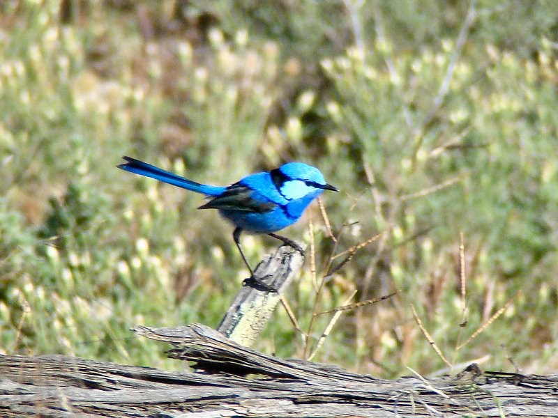 5647_Male_Splendid_Fairy-wren.JPG