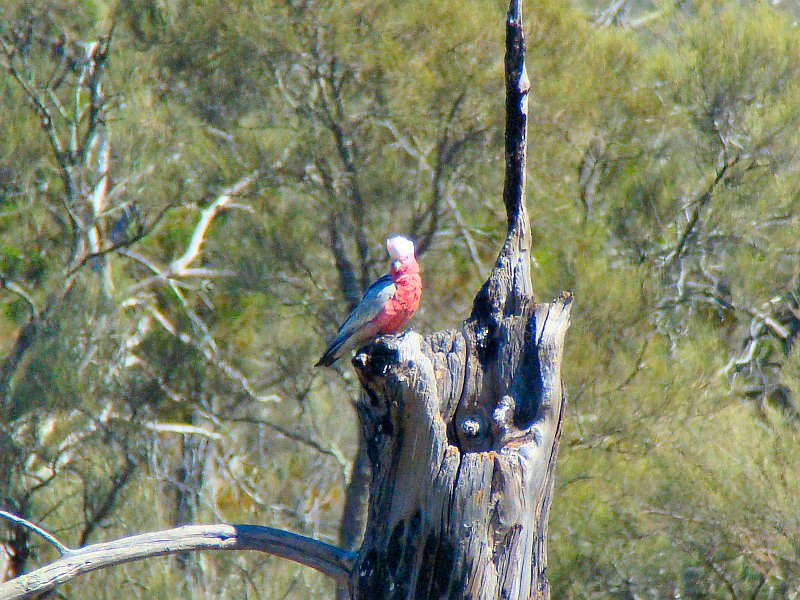 5669_Galah.JPG