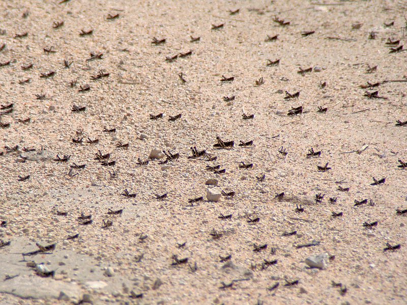 5677_Locusts.JPG