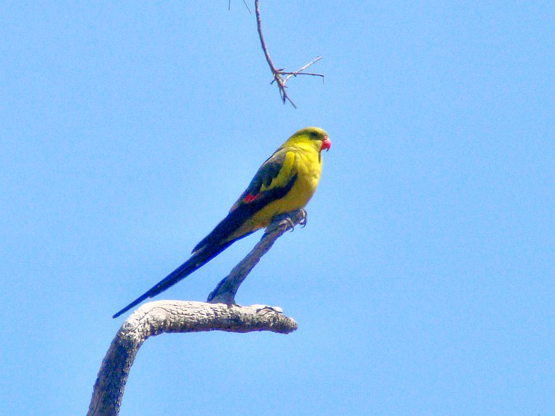 5698_Male_Regent_Parrot.JPG