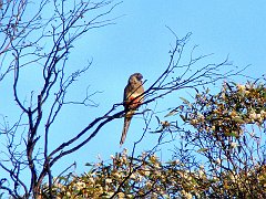 5617_Blue_Bonnet