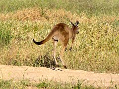 5625_Kangaroo_or_wallaby