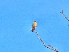 5630_Nankeen_Kestrel