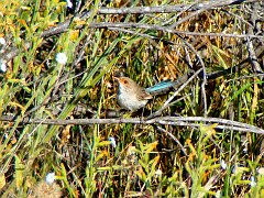 5635_Female_Splendid_Fairy-wren