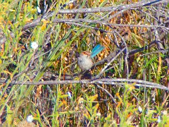 5636_Female_Splendid_Fairy-wren