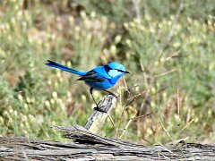 5647_Male_Splendid_Fairy-wren