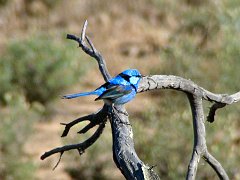 5649_Male_Splendid_Fairy-wren