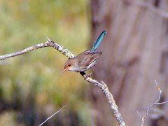 5653_Female_Splendid_Fairy-wren