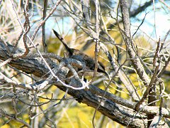 5666_White-browed_Babbler