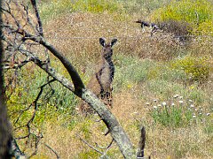 5673_Kangaroo_or_wallaby