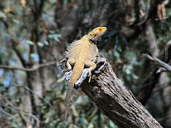 5683_Dragon_in_the_sun