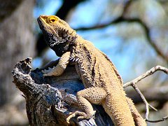 5685_Dragon
