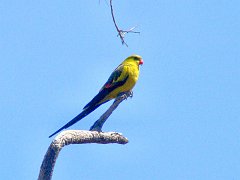 5698_Male_Regent_Parrot