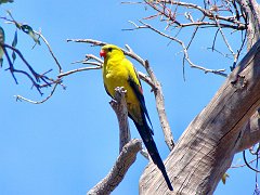 5705_Male_Regent_Parrot