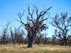 5709_Regent_Parrot_tree