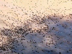 5737_An_army_of_hoppers