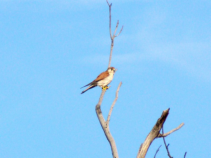 5749_Nankeen_Kestrel.JPG