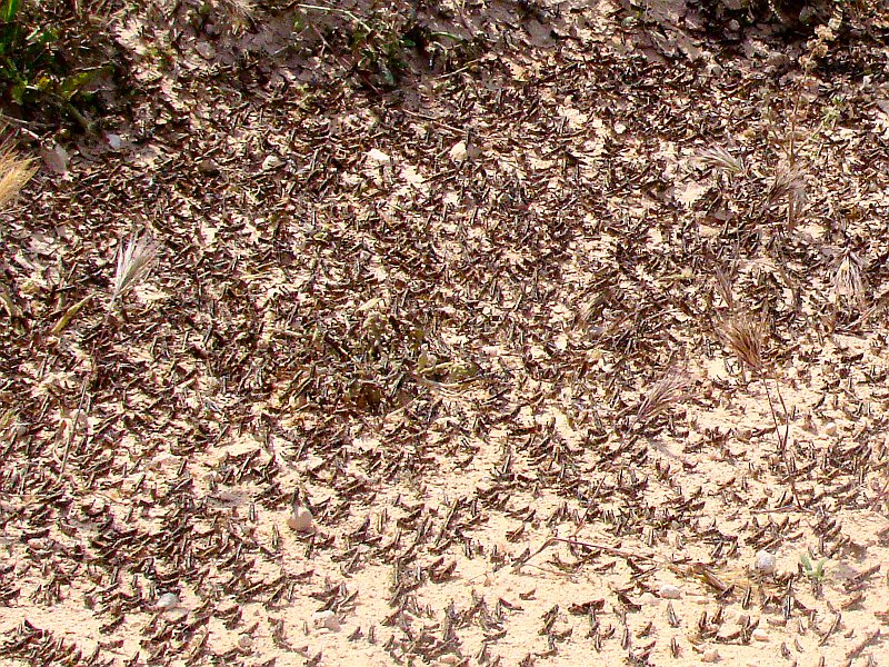 5764_Hoppers_on_the_move.JPG