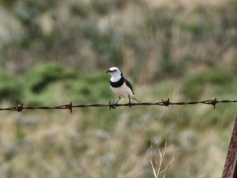 5777_Male_White-fronted_Chat.JPG