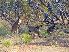 5755_Kangaroos