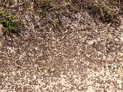 5763_A_carpet_of_locusts